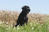 LABRADOR 030